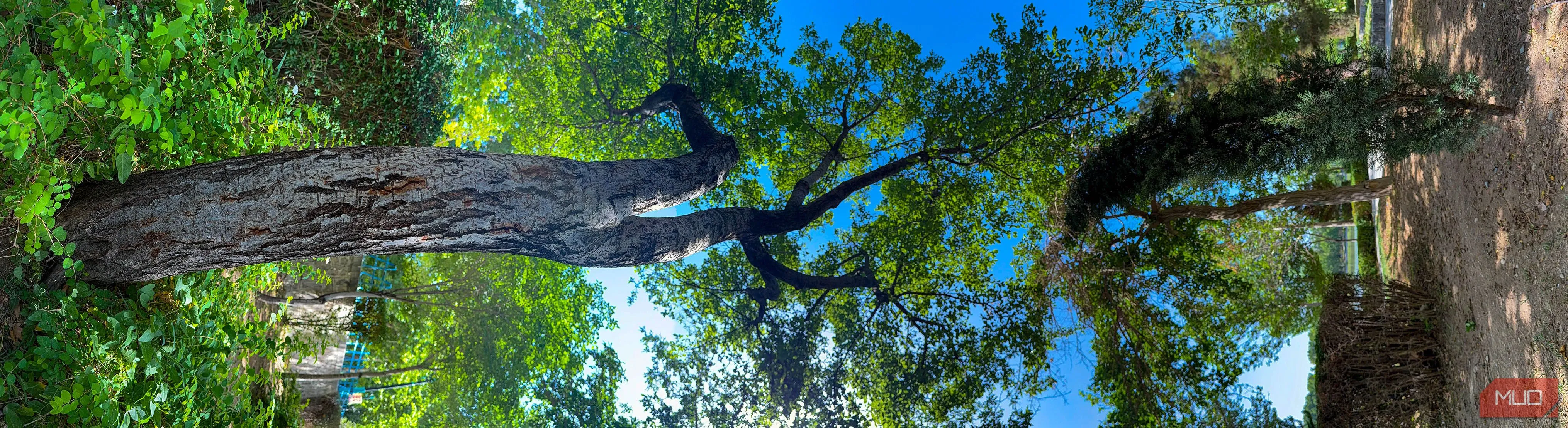 Bức ảnh panorama dọc của cây trong công viên đã được xoay ngang 90 độ, tạo hiệu ứng thị giác độc đáo và nghệ thuật