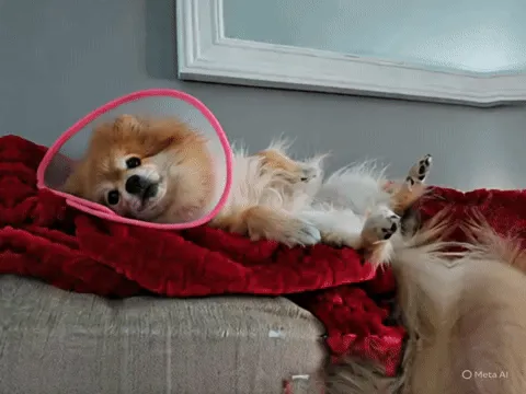 Hoạt ảnh GIF của chú chó đang nằm trên ghế sofa với cử động quay đầu nhẹ nhàng