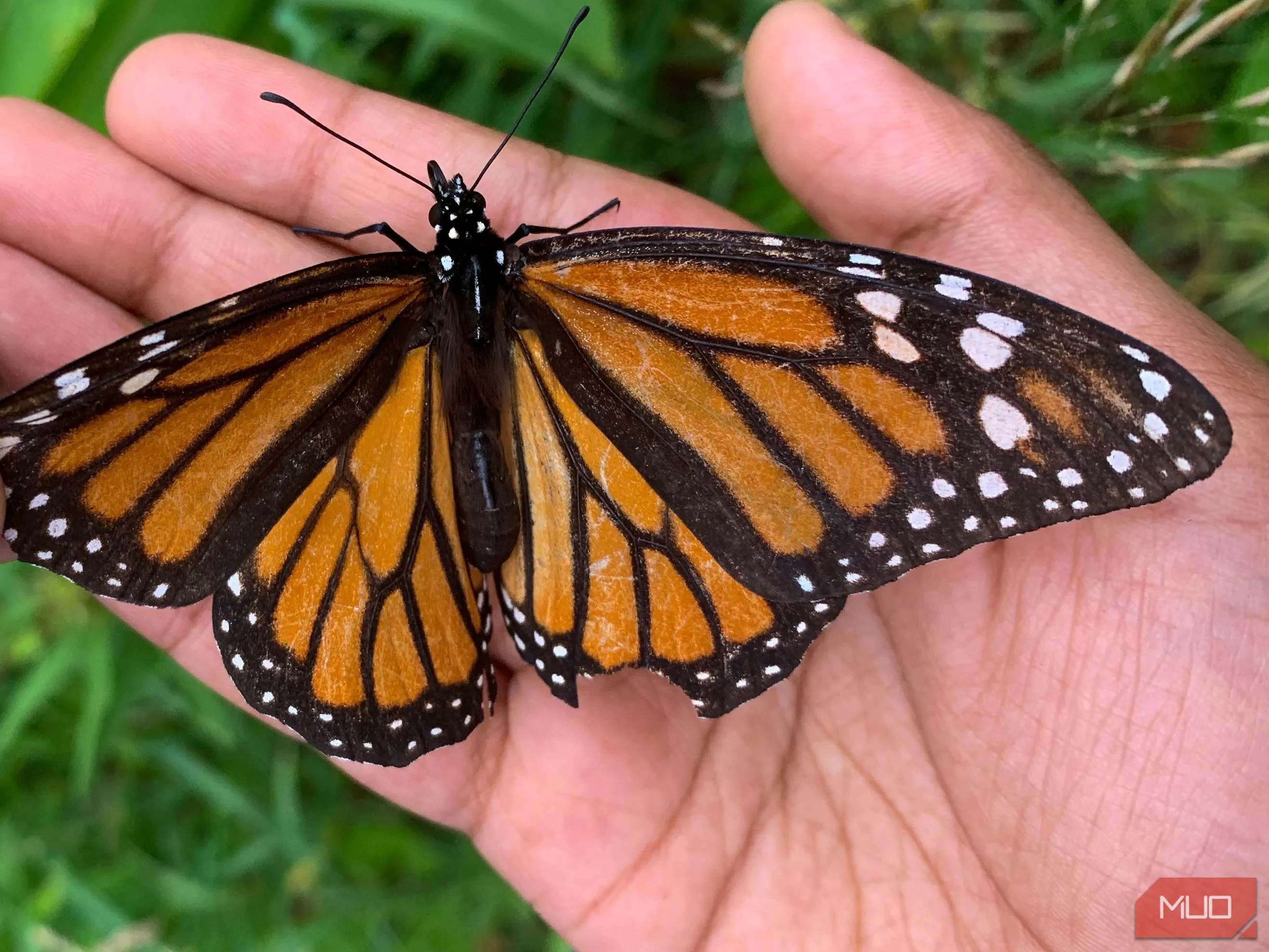 Một em bé nâng niu bướm Monarch với đôi cánh bị tổn thương, cho thấy sự mong manh của động vật hoang dã.