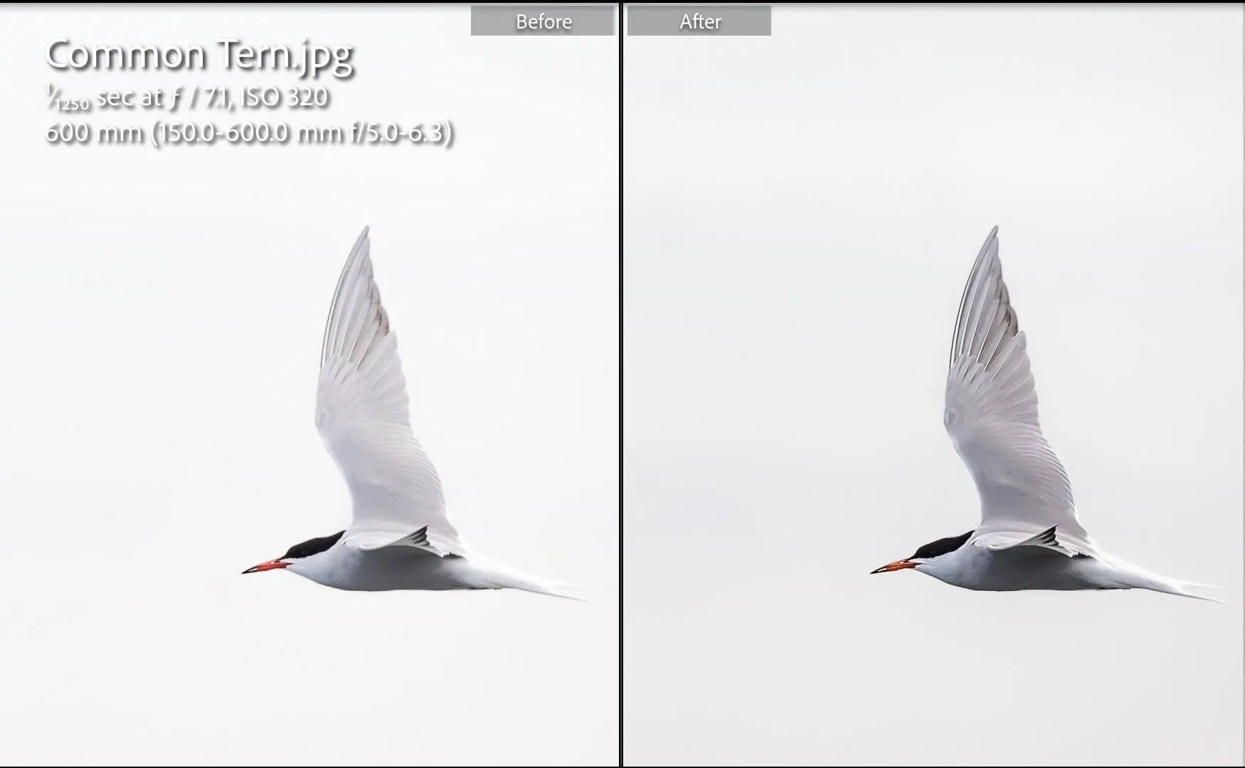 So sánh ảnh chim nhạn biển trước và sau khi chỉnh sửa theo hướng dẫn chi tiết từ ChatGPT trong Lightroom.