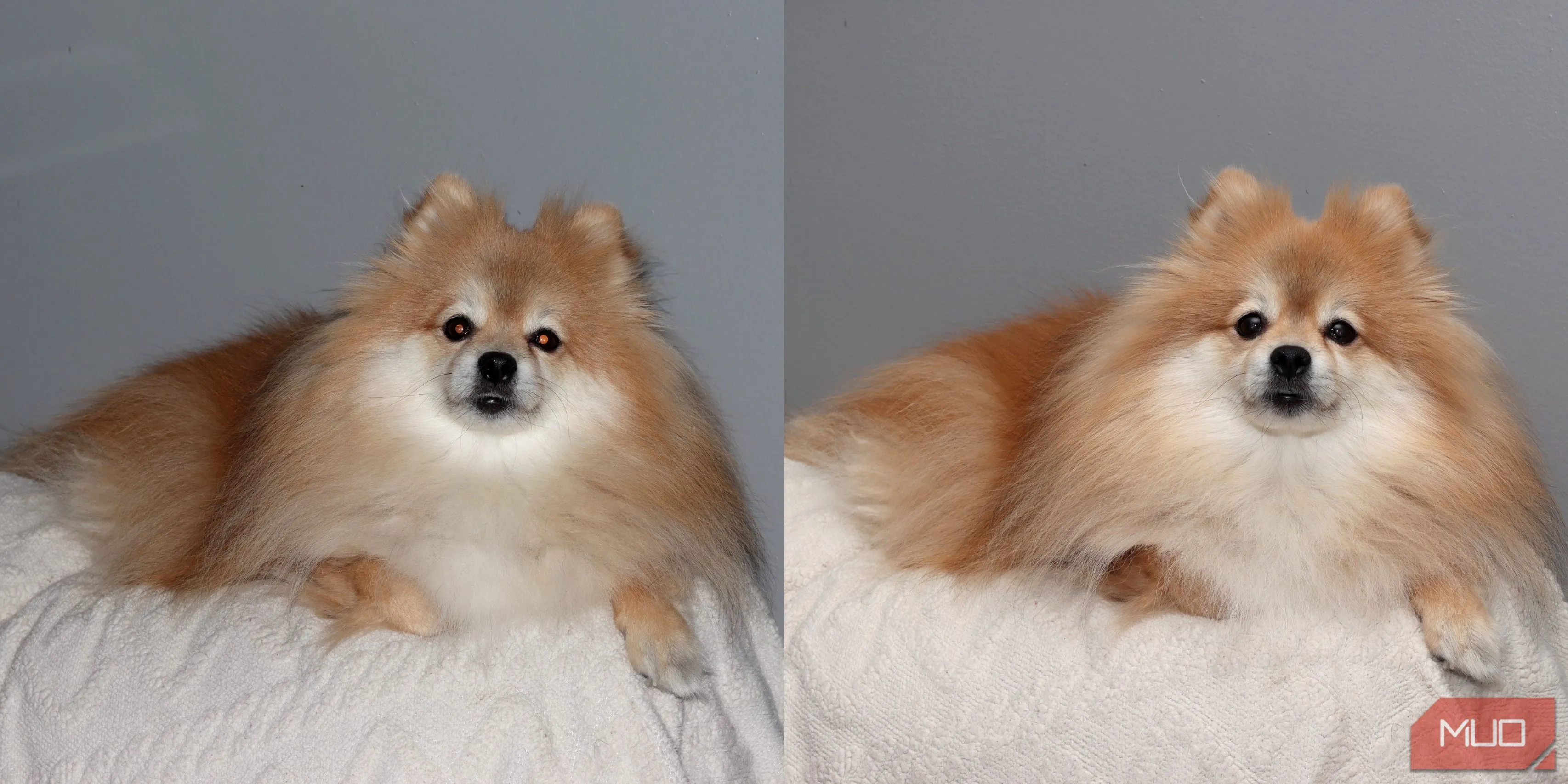 So sánh ảnh chó Pomeranian chụp bằng flash tích hợp và đèn flash Godox VING
