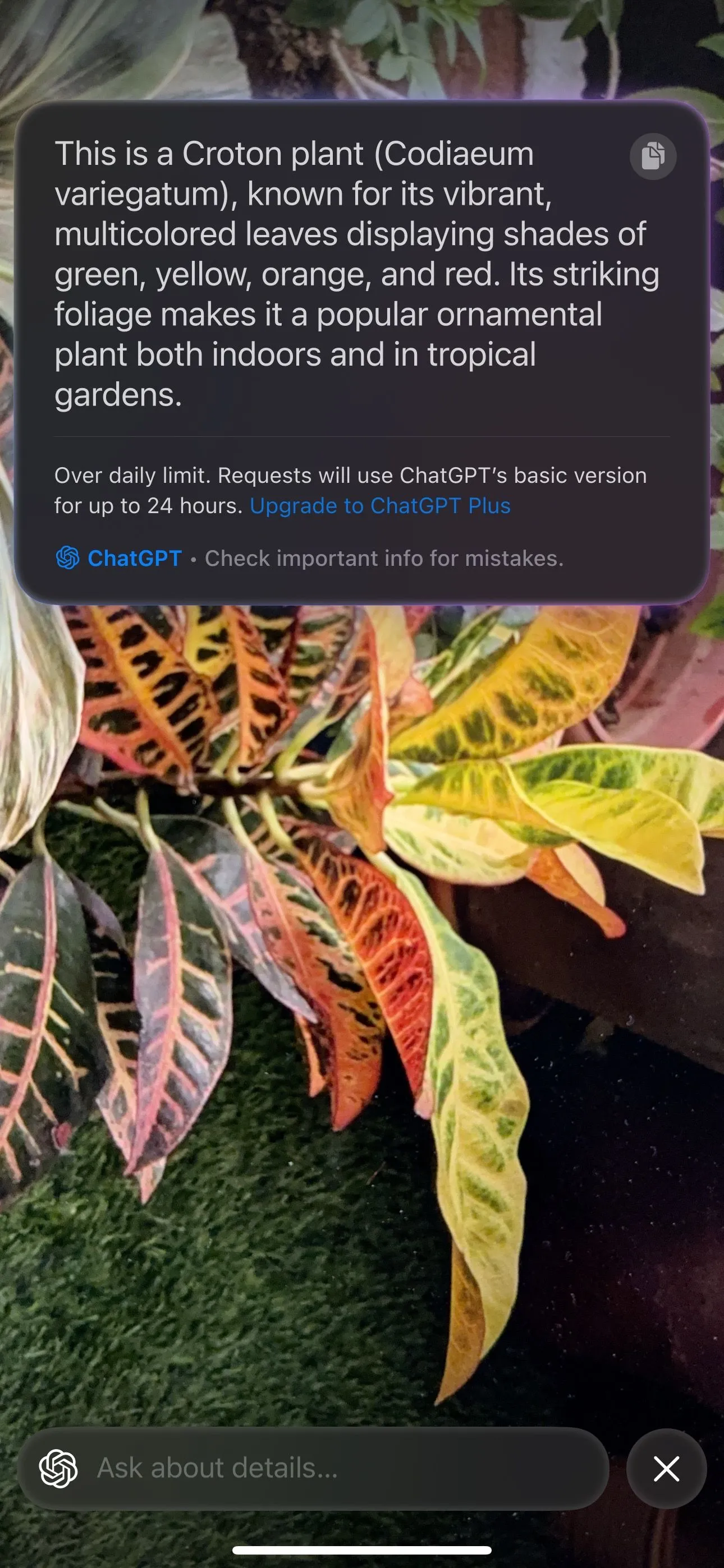 Visual Intelligence trên iPhone nhận diện các loài hoa
