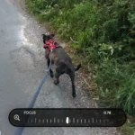 Giao diện Project Indigo với tính năng lấy nét thủ công và biểu đồ histogram