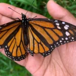 Một em bé nâng niu bướm Monarch với đôi cánh bị tổn thương, cho thấy sự mong manh của động vật hoang dã.